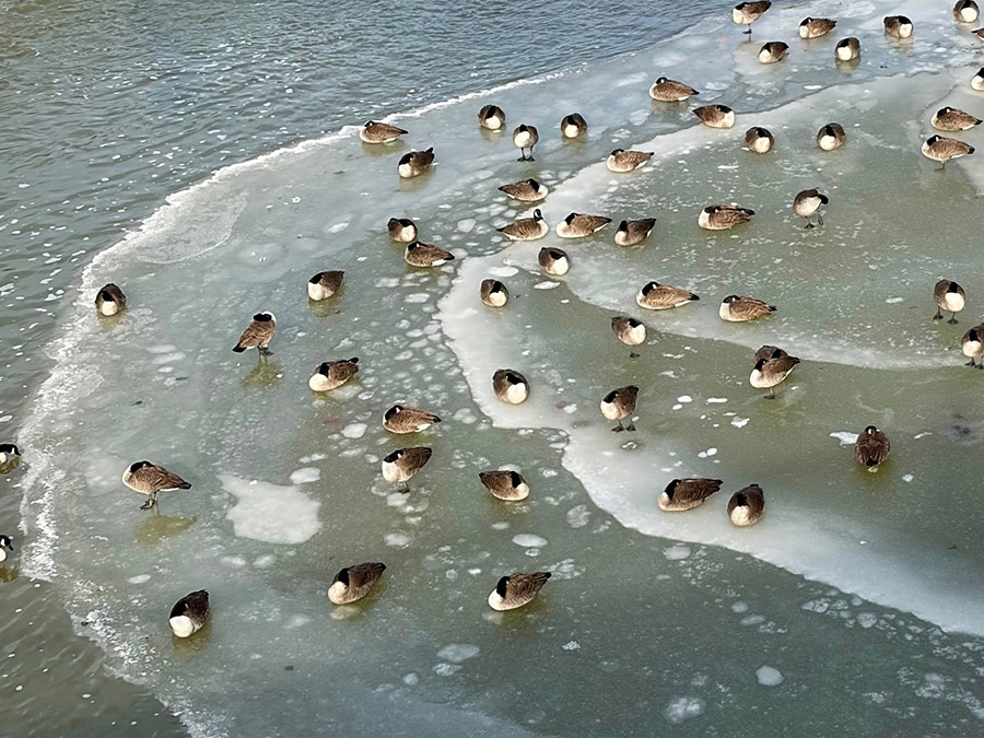 Geese on ice